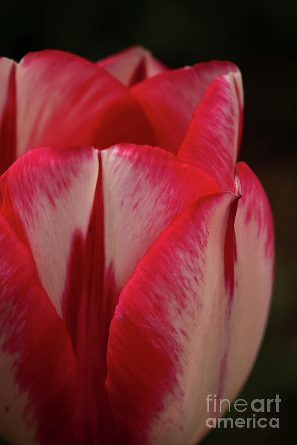 Red and White Tulip Photograph by Ana V Ramirez
