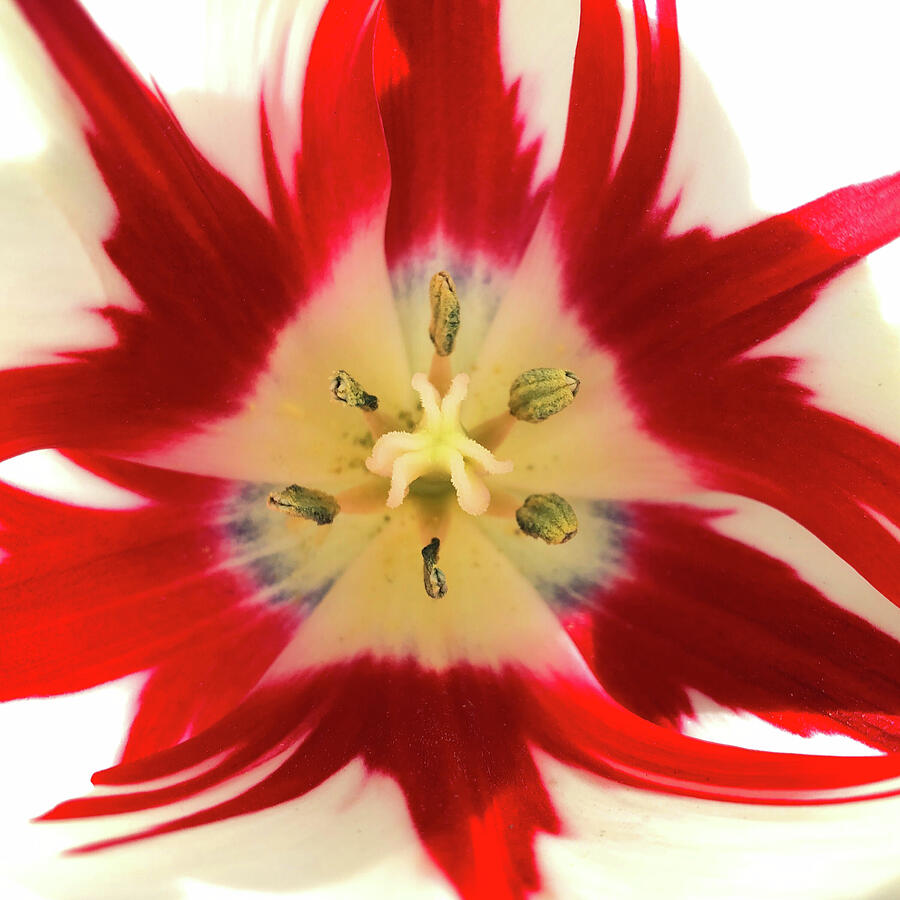 Red and White Tulip Burst Photograph by Vicki Hone Smith Red and White Tulip Burst Photograph by Vicki Hone Smith