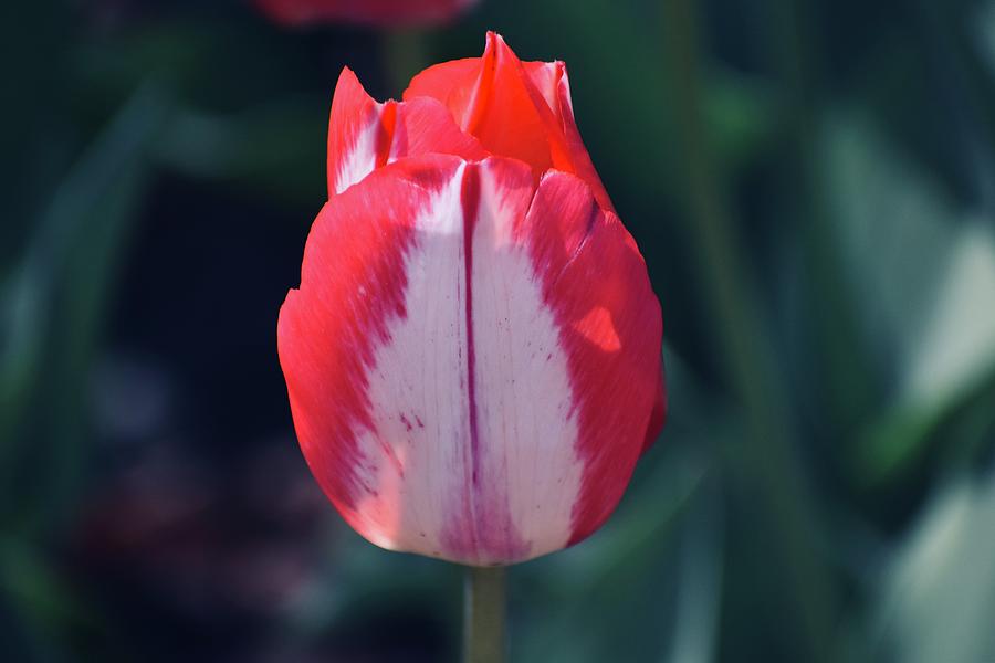 Red and White Tulip Photograph by Carlie Chapman - Fine Art America