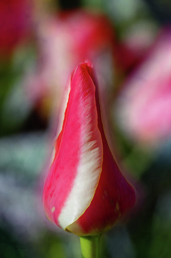 Red and White Tulip Photograph by Crystal Wightman
