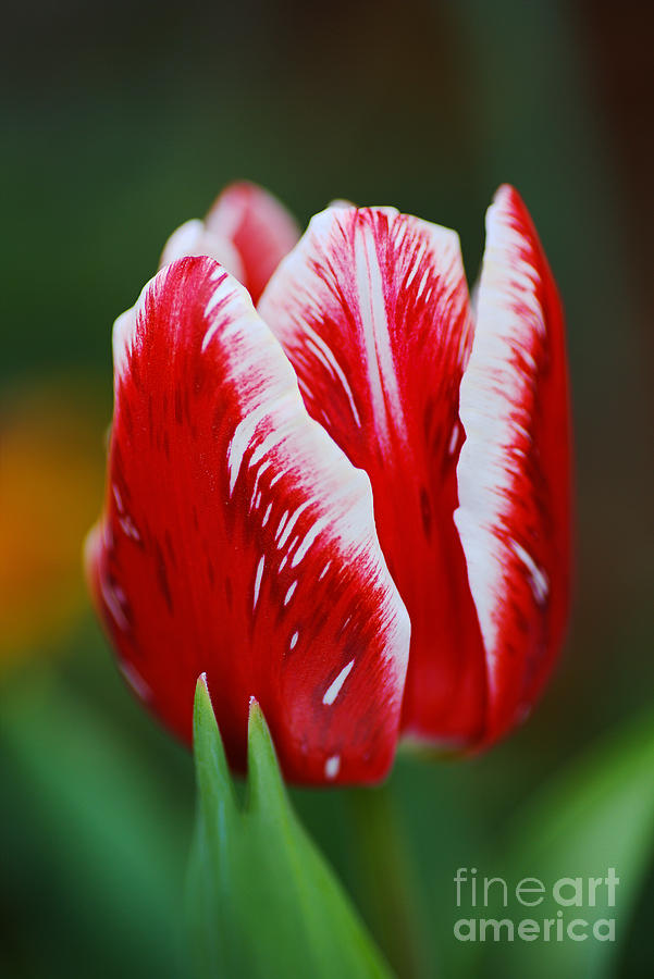 Red and White Tulip Flower  Photograph by Joy Watson