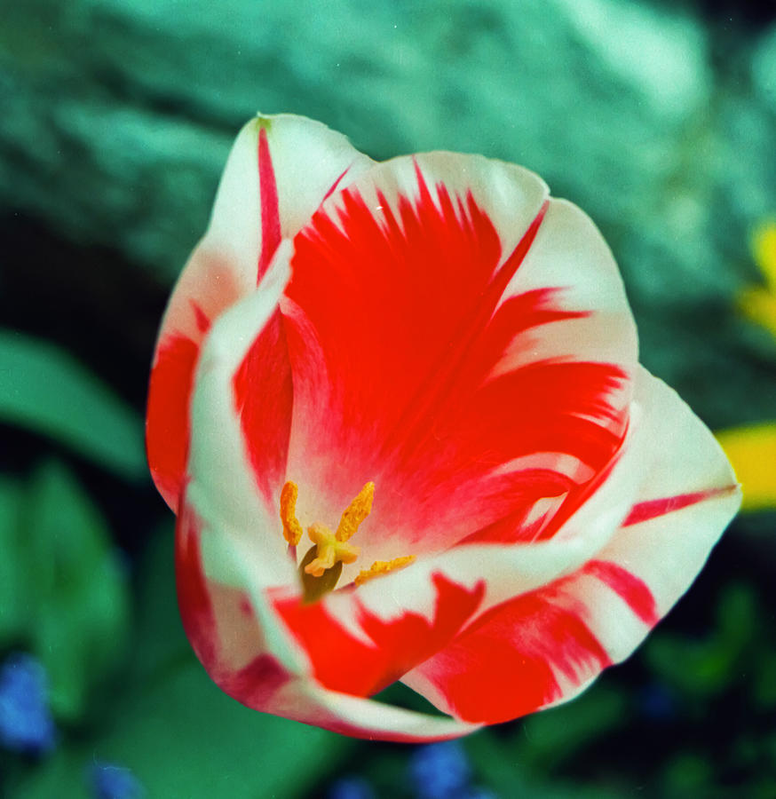 Red and White Tulip from Monets garden at Giverny Film Image Photograph by Matthew Bamberg