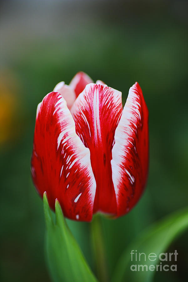 Red and White Tulip Photograph by Joy Watson