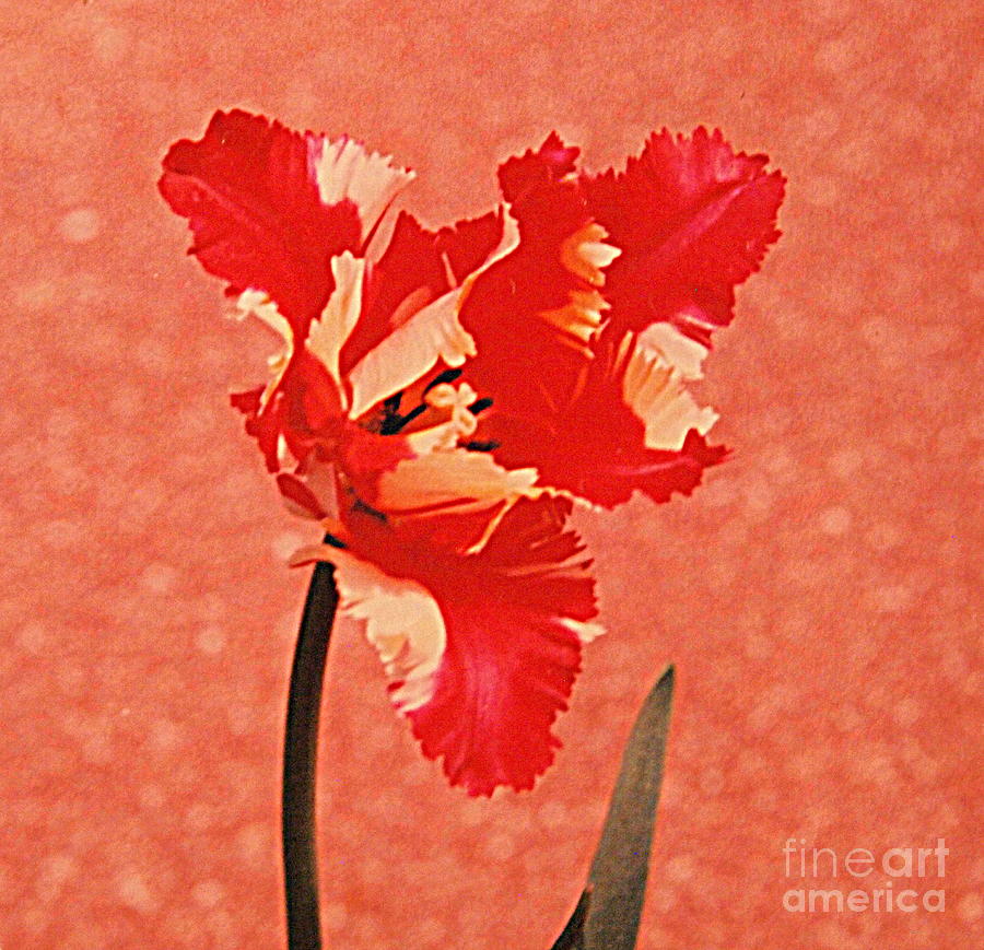 Red and White Tulip Photograph by Nancy Kane Chapman