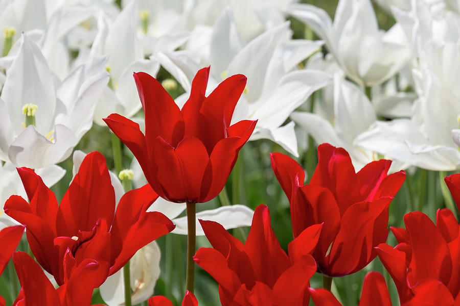 Red and White Tulips Photograph by Dawn Cavalieri