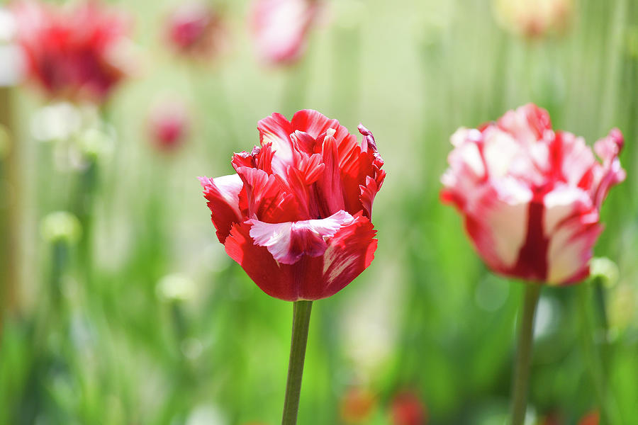 Red and White tulips in Spring Photograph by Andrew Lalchan
