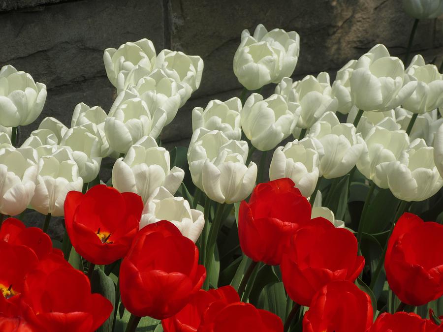 Red and white tulips Photograph by Stephanie Moore
