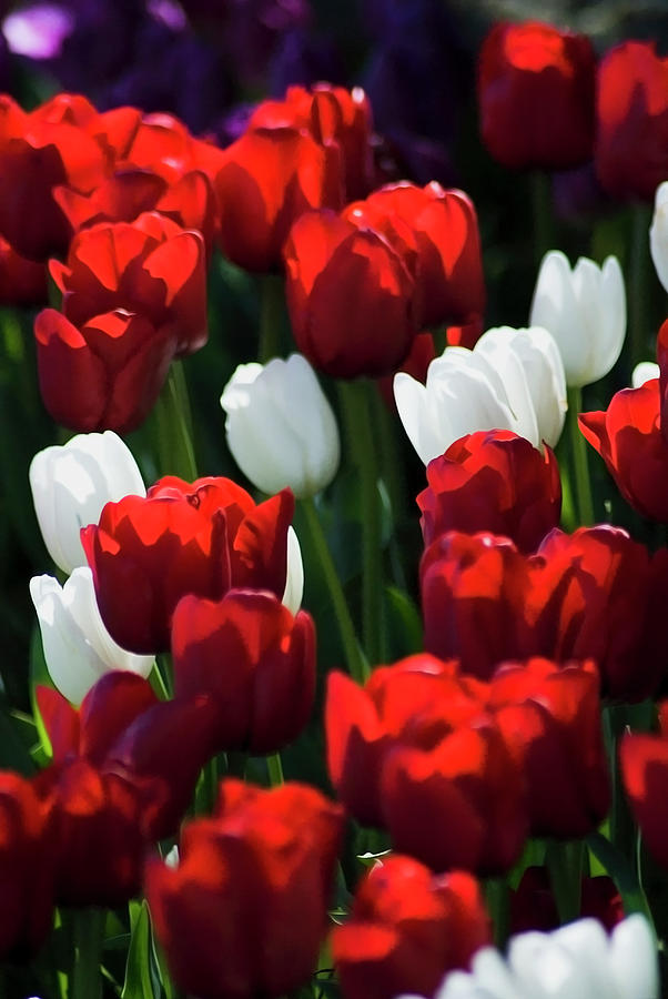 Red and White Tulips Photograph by Yulia Kazansky