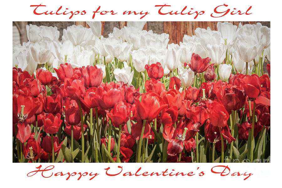 Red and White Valentine Tulips Photograph by Elaine Teague