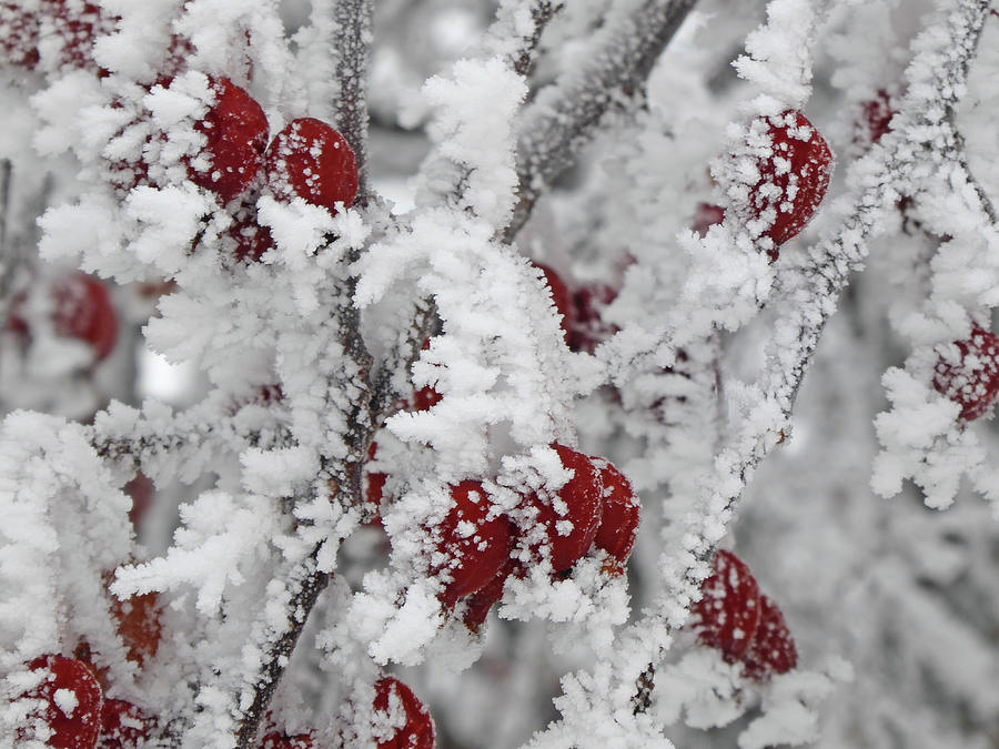 Red and White Winter Delight Photograph by Cris Fulton