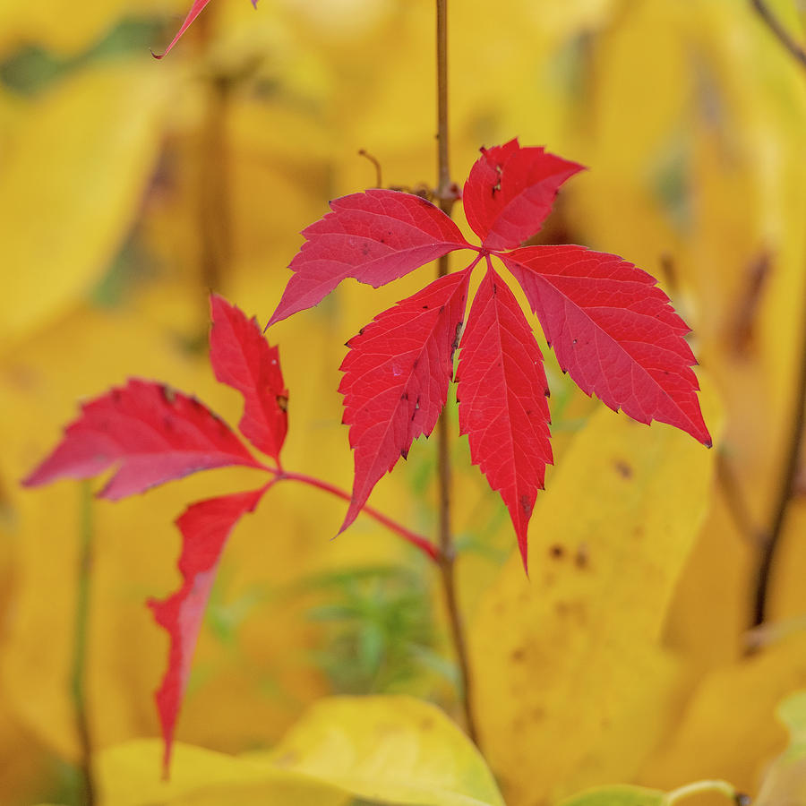 Red and Yellow Autumn Photograph by Kelly VanDellen