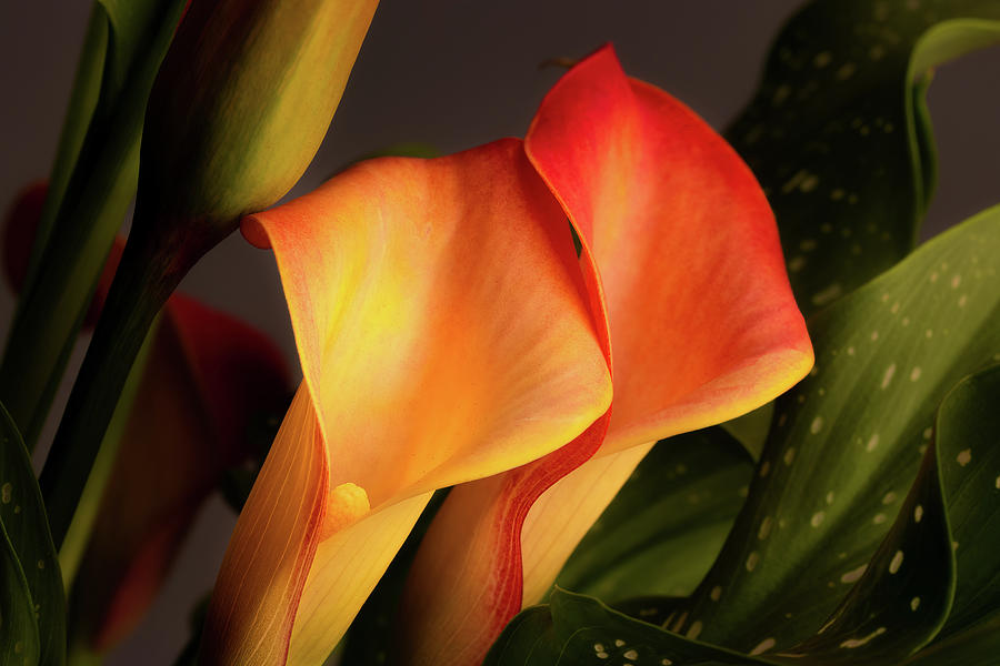 Red and Yellow Calla Lilies Still Life Photograph by Tom Mc Nemar
