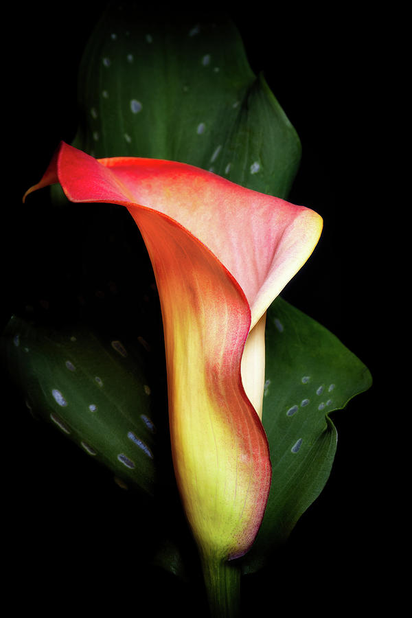 Red and Yellow Calla Lily Still Life Photograph by Tom Mc Nemar