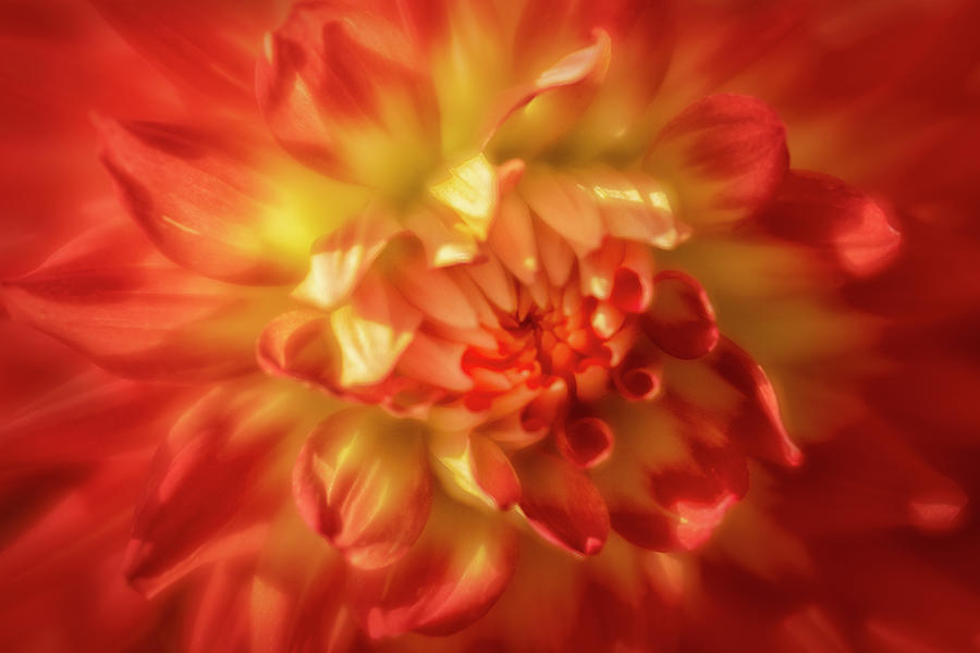 Red and Yellow Dahlia Flower Close Up Photograph by Anne Haile - Fine ...