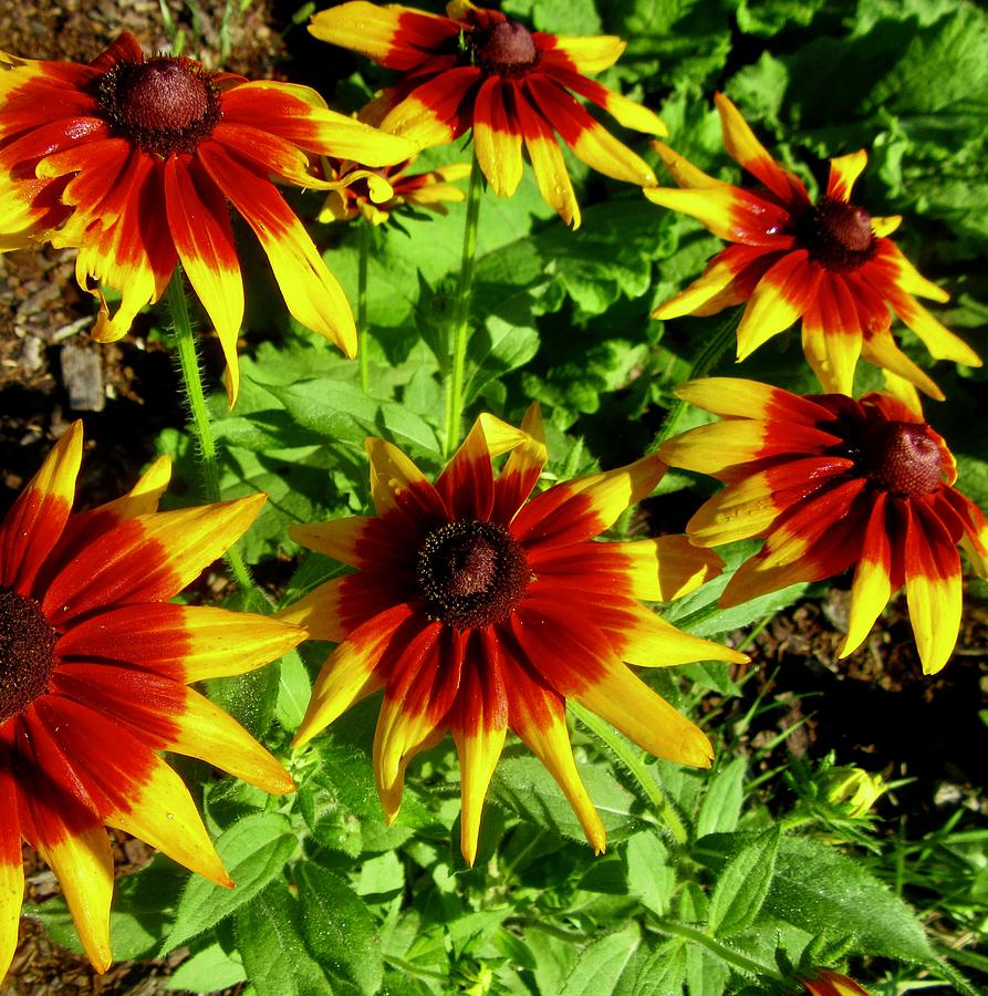 Red and yellow daisies Photograph by Stephanie Moore
