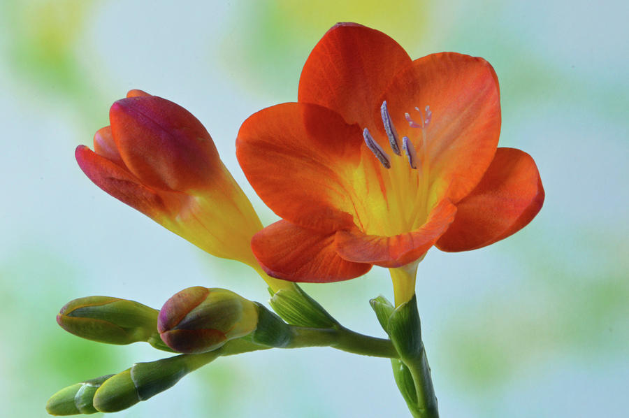 Red And Yellow Freesia Photograph by Terence Davis