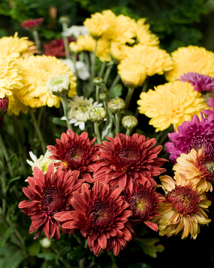 Red And Yellow Gerbera Daisies Photograph