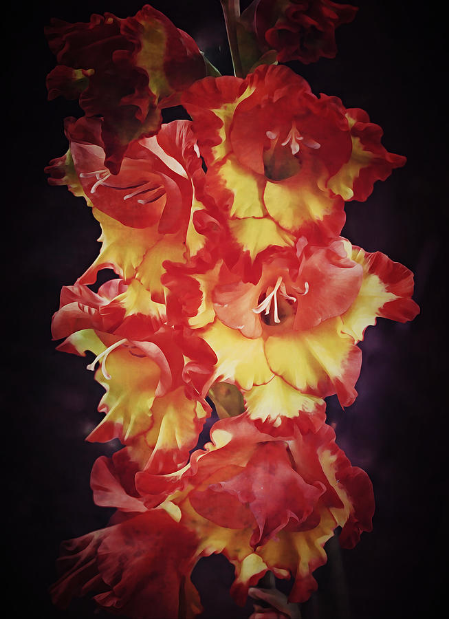 Red and Yellow Gladiolus Flowers Portrait Photograph by Gaby Ethington
