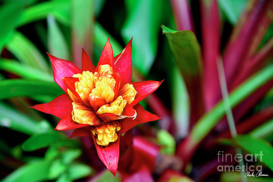 Red and Yellow Guzmania Photograph by Charles Abrams