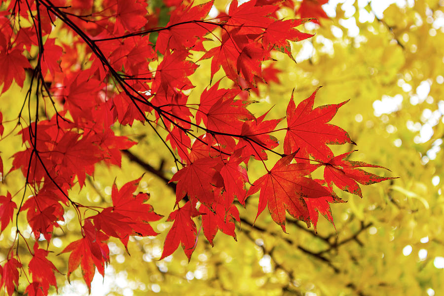 Red and Yellow Leaves of Fall Photograph by Cynthia Clark