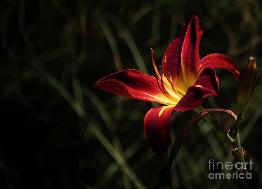 Red and Yellow Lilly Photograph by Ruth Jolly
