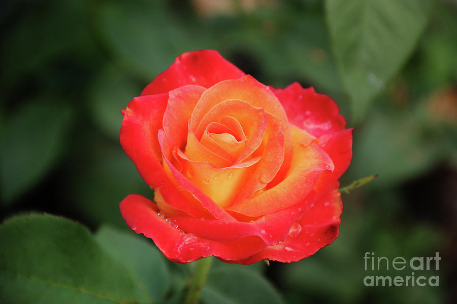 Red and Yellow Rose 4727 Photograph by Jack Schultz