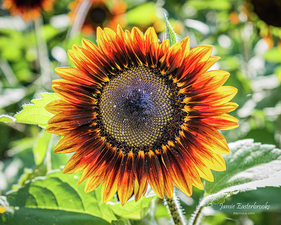 Red and Yellow Sunflower Photograph by Jamie Easterbrooks - Fine Art ...