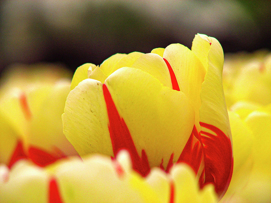 Red and Yellow Tulip Photograph by Aydin Gulec
