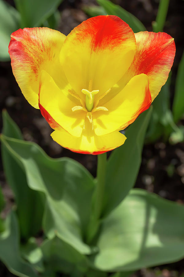 Red-and-Yellow Tulip Photograph by Dawn Cavalieri