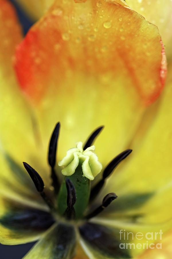 Red and yellow tulip flower detail. Photograph by David Birchall