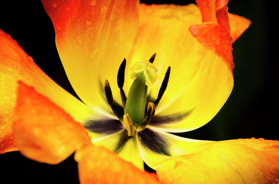 Red and Yellow Tulip Flower Photograph by Karen Cox