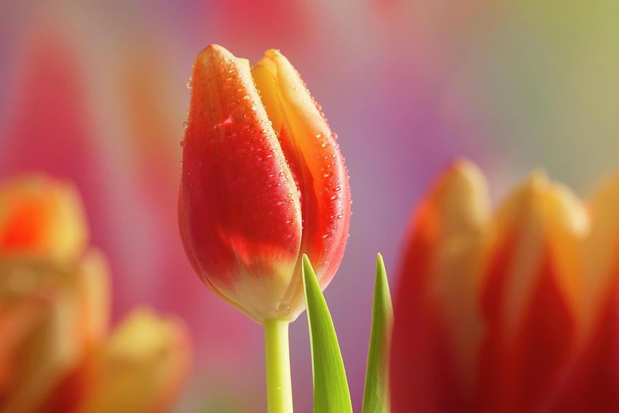 Close Up Photograph - Red and Yellow Tulip II by Rainer and Simone Hoffmann Close Up Photograph - Red and Yellow Tulip II by Rainer and Simone Hoffmann