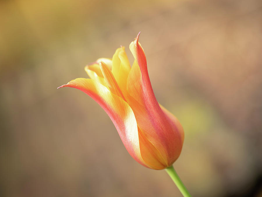 Red and yellow tulip Photograph by Average Images