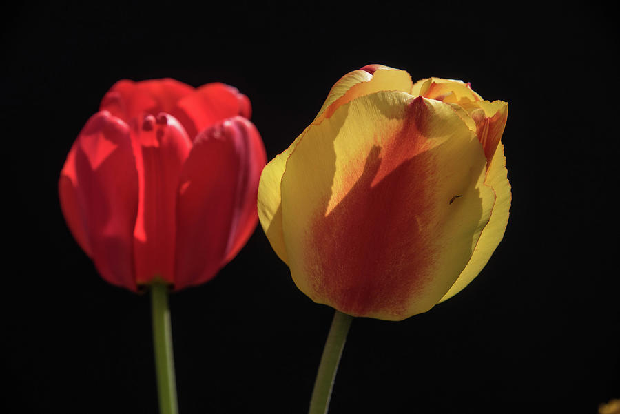 Red and Yellow Tulips #2 Photograph by Alan Goldberg