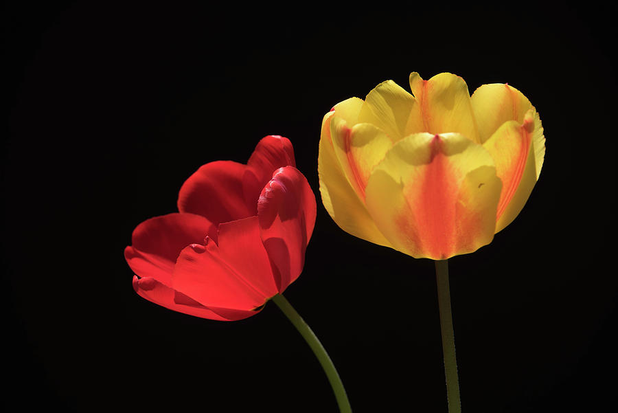 Red and Yellow Tulips Photograph by Alan Goldberg