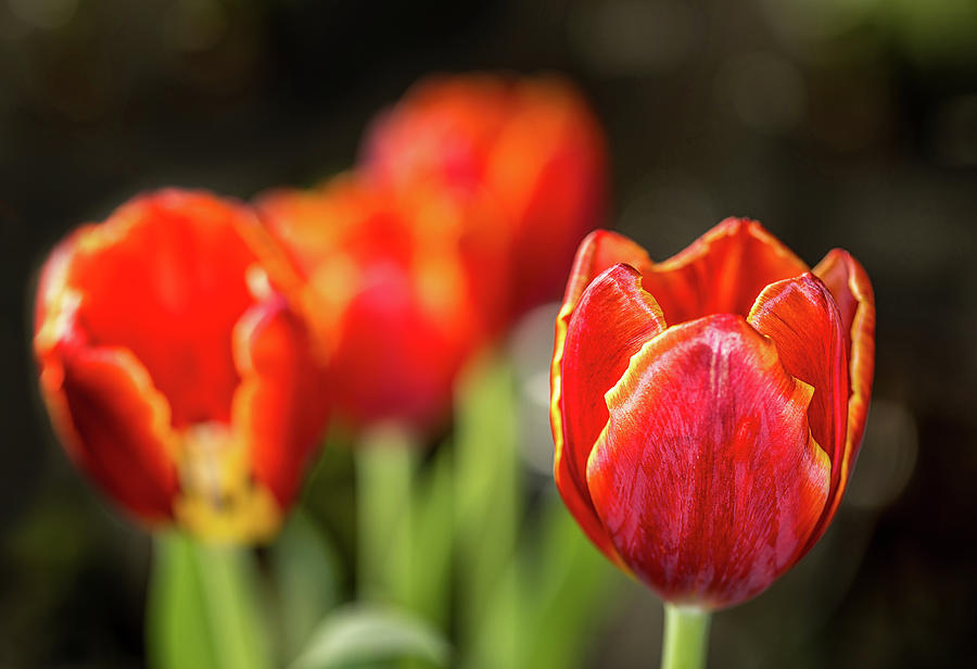 Tulip Photograph - Red and Yellow Tulips by Karen Varnas