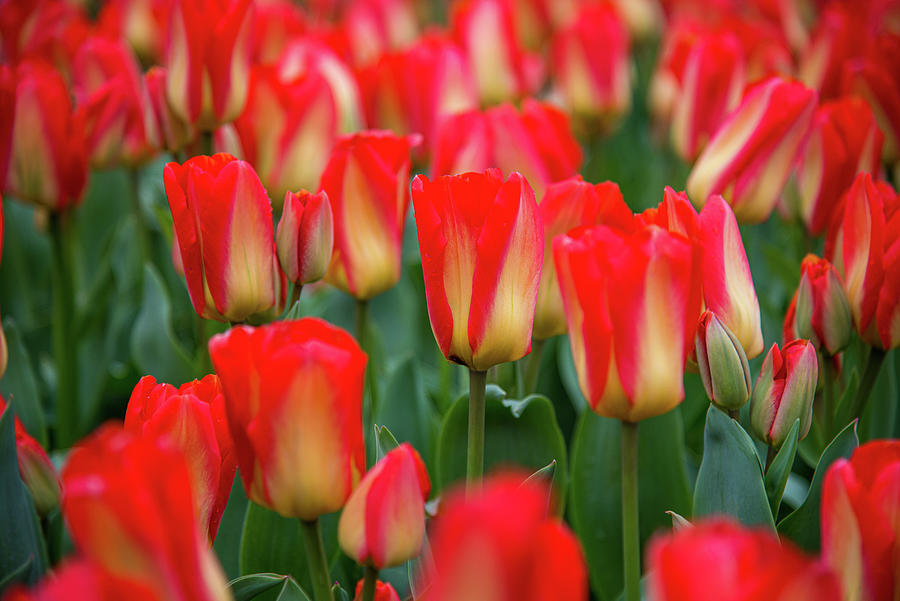 Red and Yellow Tulips Photograph by Lynn Thomas Amber