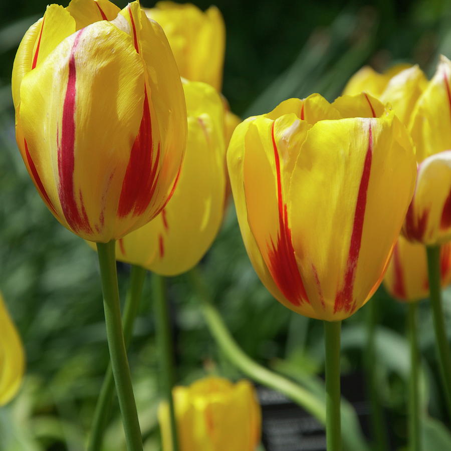 Red and Yellow tulips Photograph by Sue Morris