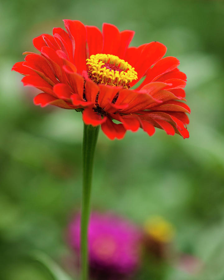 Red and Yellow Zinnia Photograph by Karen Cox