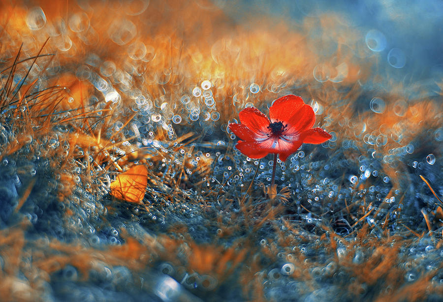 Anemone Flower In Bokeh Bubbles Photograph