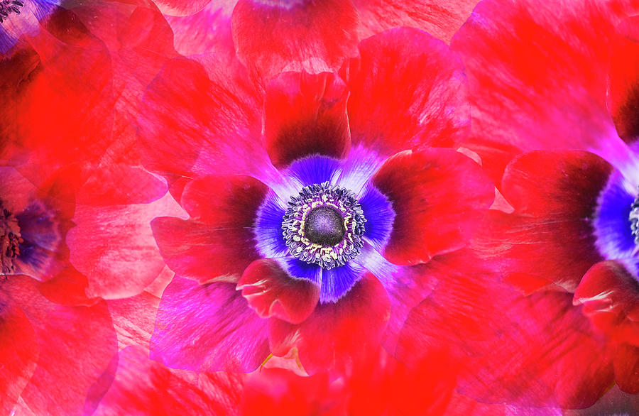 Red Anemone Photograph