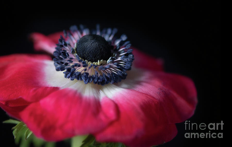 Red Anenome Photograph by Darla Rae Norwood