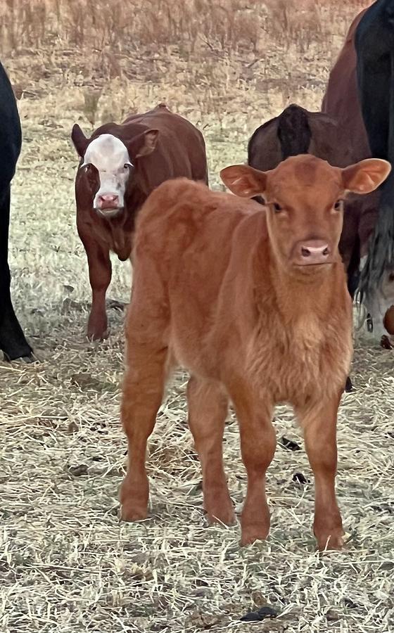 Red Angus Calves Photograph by Mandy Bullis - Fine Art America