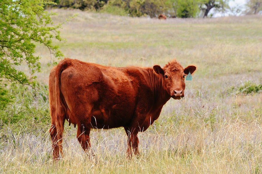 Red Angus Cow in Farm Meadow Photograph by Gaby Ethington | Fine Art ...