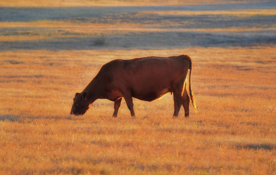 Red Angus Cow in the Golden Sunset of a Farm Photograph by Gaby Ethington