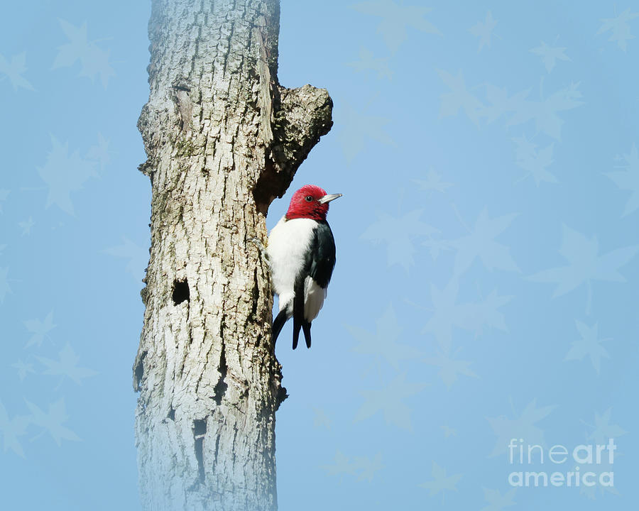 Bird Photograph - Red by Anita Oakley