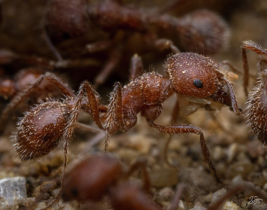 Red Ant Closeup Photograph by Endre Balogh