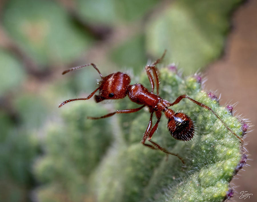 Red Ant On A Tiny Leaf Photograph by Endre Balogh