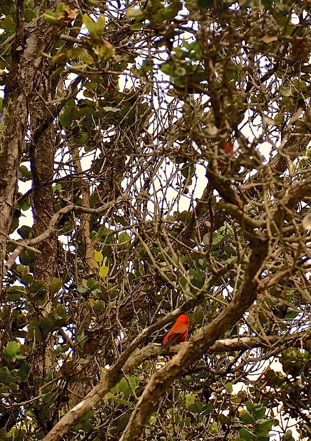 Red Apapane in Ohia lehua forest Photograph by Lehua Pekelo-Stearns