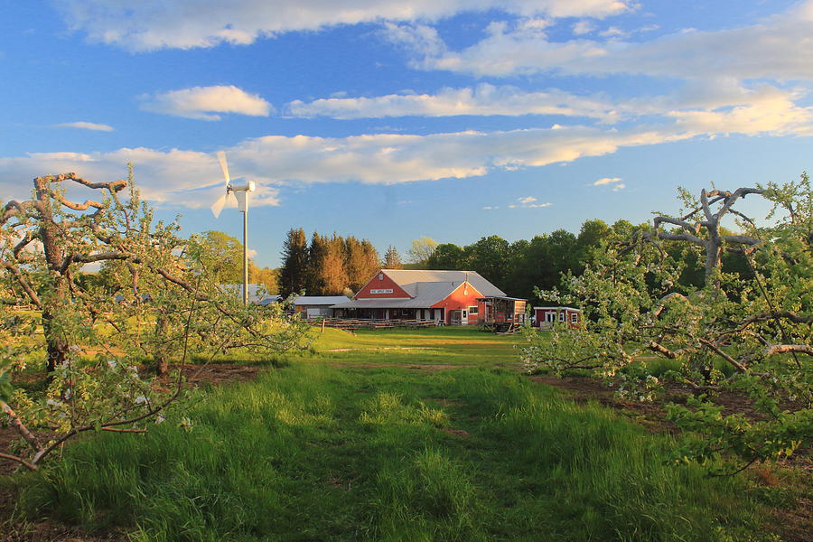 Red Apple Farm Orchard and Barn in Evening Light Photograph by John Burk
